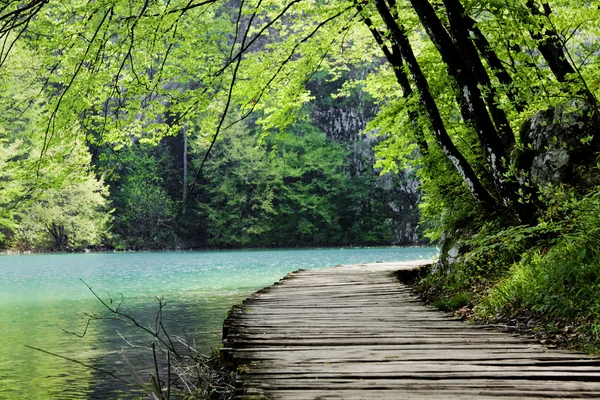 Caminho de madeira perto de um lago florestal — Fotografia de Stock