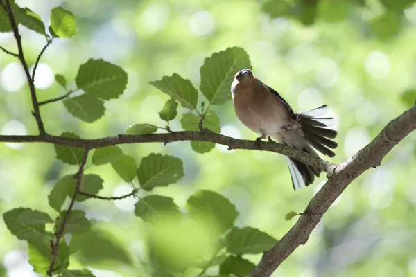 stock image Dancing chaffinch (Fringilla coelebs)