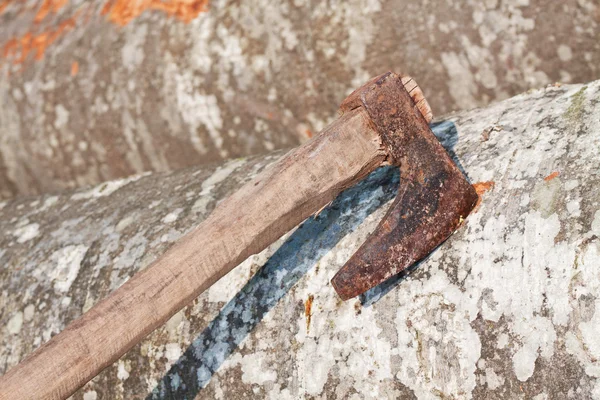 Stock image Axe in a beech trunk