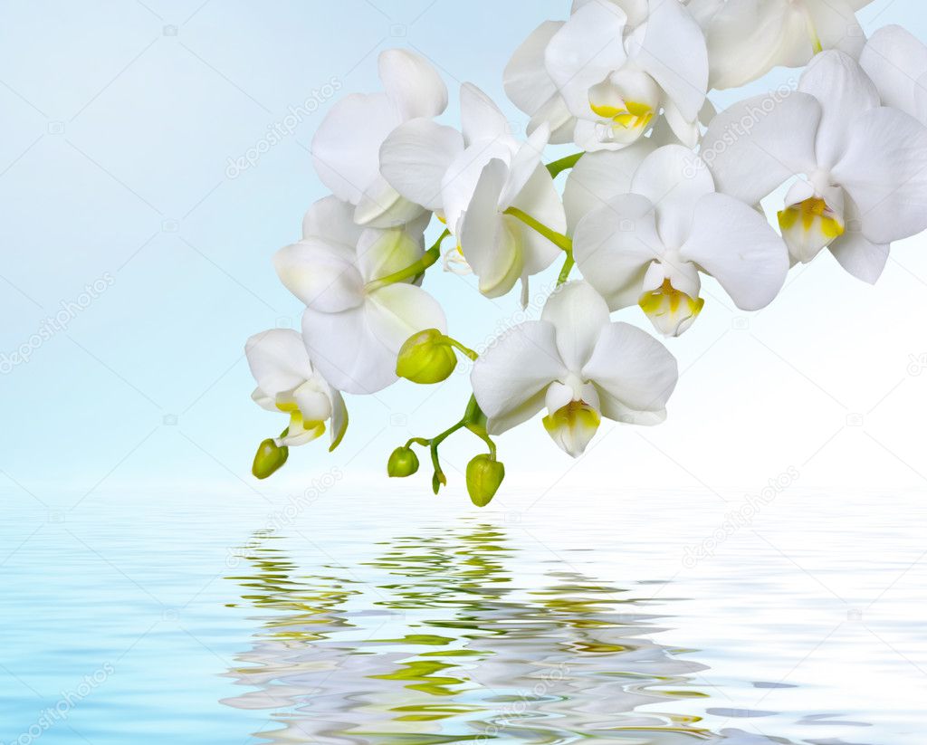 Beautiful white orchid flower phalaenopsis reflected in water with copyspac