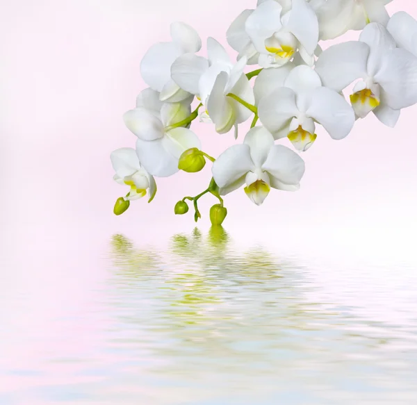 Piękna Biała orchidea — Zdjęcie stockowe