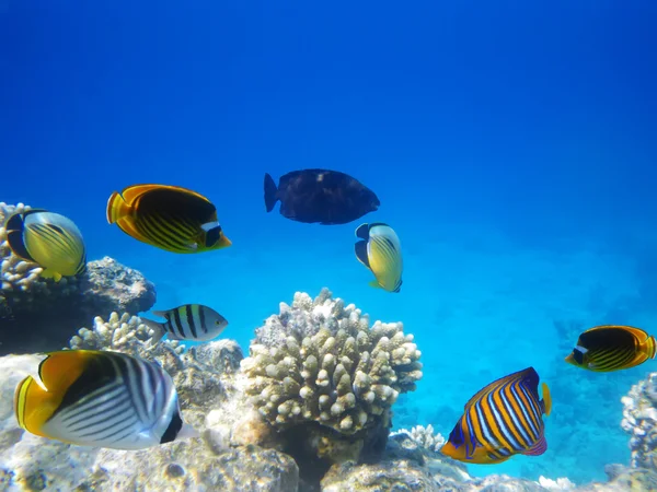 Підводне життя твердого коралового рифу — стокове фото