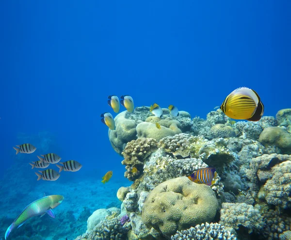 stock image Underwater life of a hard-coral reef