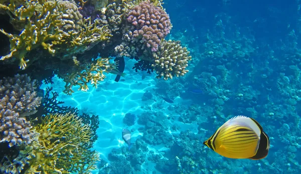 Stock image Underwater life