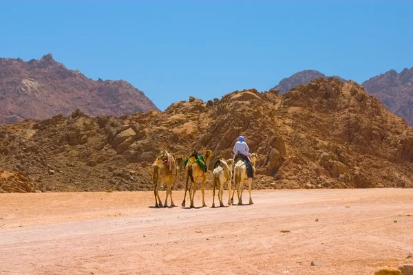 Camelos no deserto — Fotografia de Stock