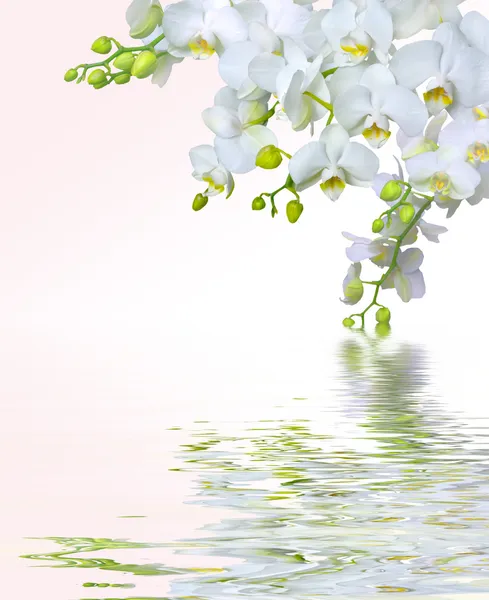 Vacker vit orkidé blomma — Stockfoto