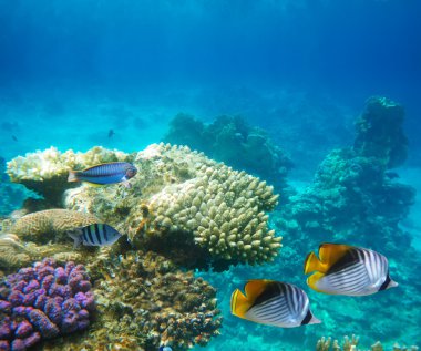 Underwater life of a hard-coral reef clipart