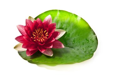 Water lily clipart