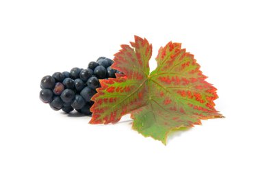 Bunch of grapes and an autumn leave clipart