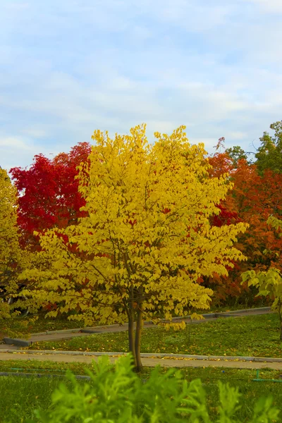 Золотая осень в парке — стоковое фото