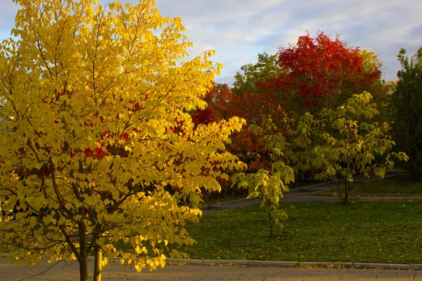 Gold Autumn in the park — Stock Photo, Image