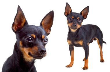Russian toy terrier. Isolated on a white background clipart