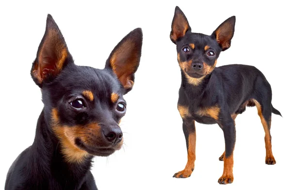 Russian toy terrier. Isolated on a white background — Stock Photo, Image
