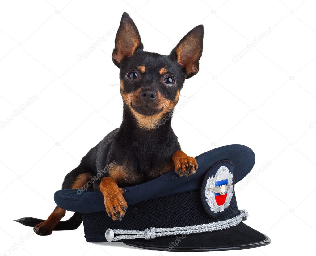 Dog in the cap on a white background