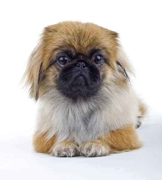 Pekinese Hund auf hellem Hintergrund — Stockfoto