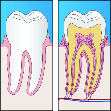 Sağlıklı diş ve sağlıklı diş bölümünü vektör ilustration