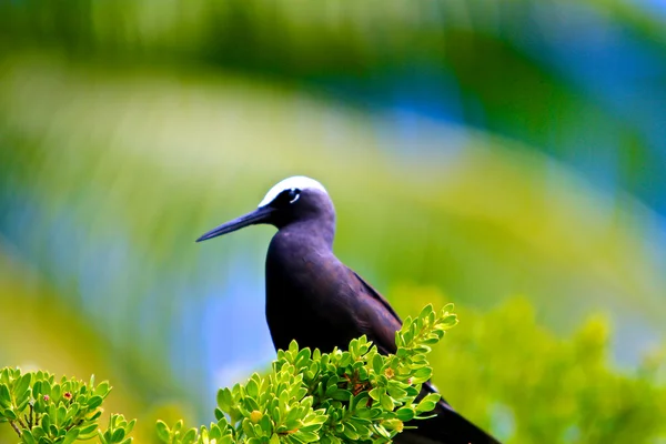 Aves de Polinesia — Foto de Stock