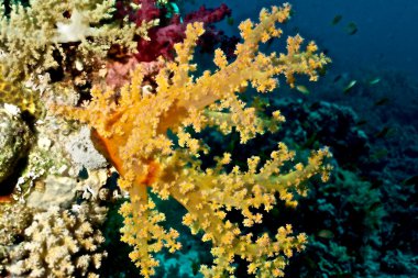 Alcyonnaires (Dendronephthya sp.)