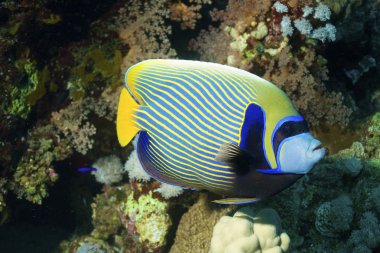 Emperator angelfish (Pomacanthus imperator) clipart