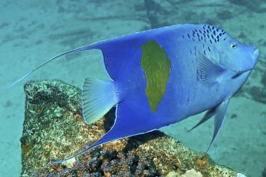 yellowbar melek balığı (pomacanthus maculosus)