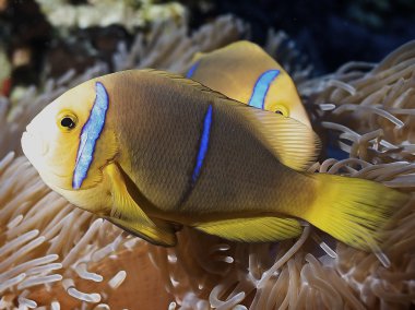 Clown fish of Rangiroa atoll clipart