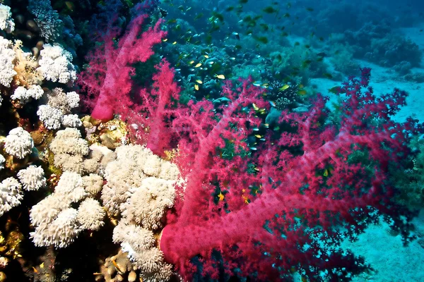 Stock image Alcyonnaires (Dendronephthya sp.)