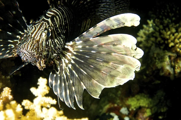 Lyon fish (Pterois volitans) — Stock Photo, Image