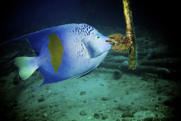 Yellowbar Angelfish (Pomacanthus maculosus) ) — стоковое фото