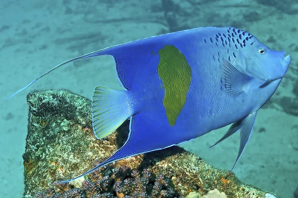 Yellowbar angelfish (Pomacanthus maculosus) — Stock Photo, Image