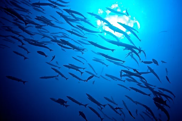 Peixe Barracudas — Fotografia de Stock
