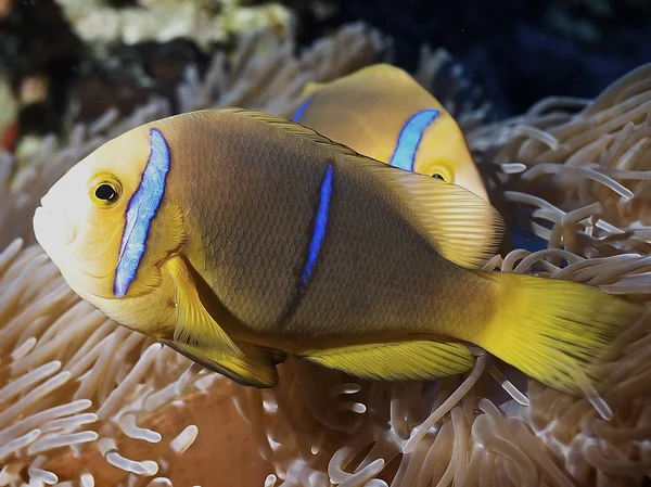 Clown fish of Rangiroa atoll — Stock Photo, Image