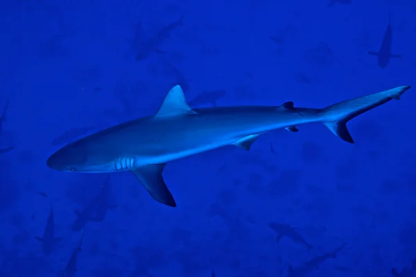 Tubarão-de-bico-prateado (Carcharhinus amblyrhynchos ) — Fotografia de Stock