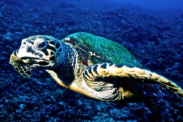 Ястребиная черепаха (Eretmohys imbricata)) — стоковое фото