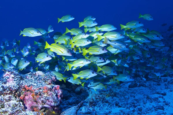 Lutjan rangiora 环礁 — 图库照片