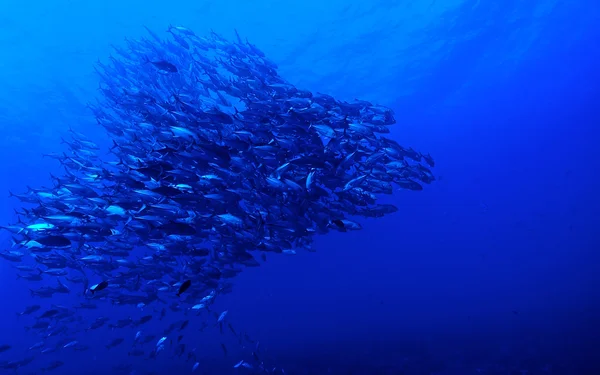 Skolan av storögd jack fiskar (Caranx sexfasciatus) — Stockfoto