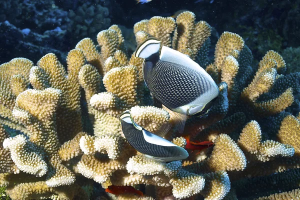 生物多样性的 rangiroa 环礁 — 图库照片