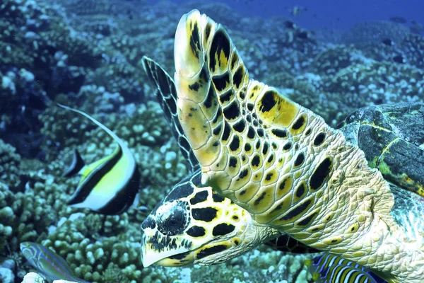 Şahin gagalı Kaplumbağa (Eretmochelys imbricata)