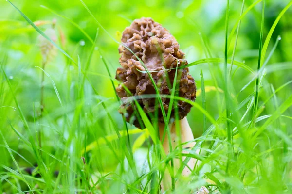 stock image Green grass