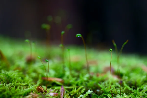 stock image Green grass