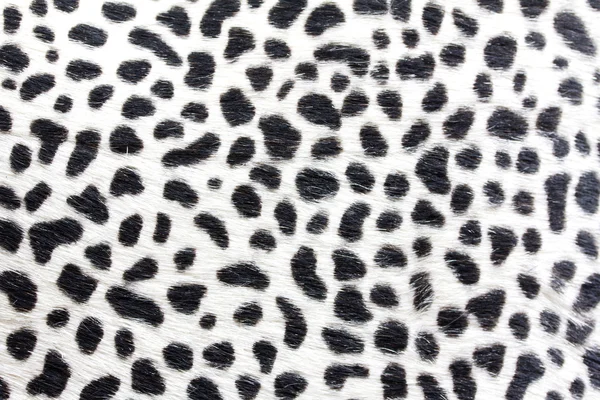 Texture fur — Stock Photo, Image