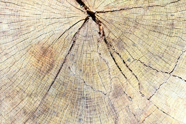 Texture woods — Stock Photo, Image