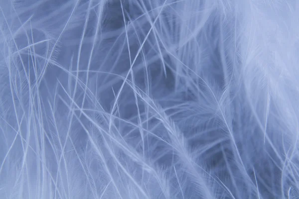 Feathers background — Stock Photo, Image