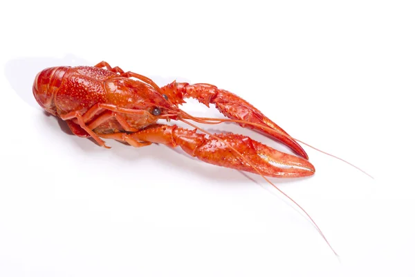 Pez cangrejo rojo —  Fotos de Stock