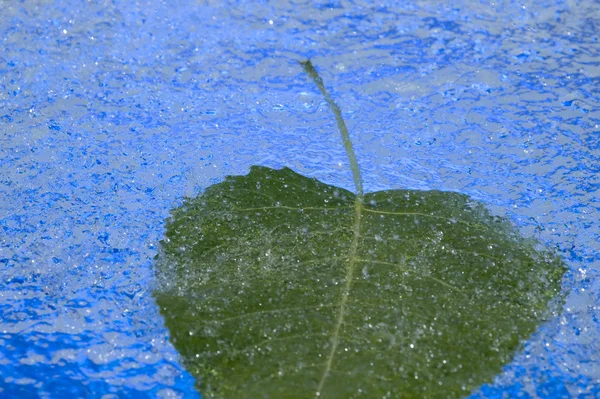 Rain and leaf — Stock Photo, Image