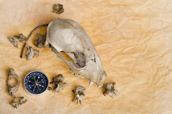 stock image Compass and skull