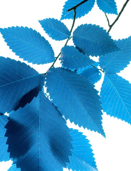 Folha azul — Fotografia de Stock