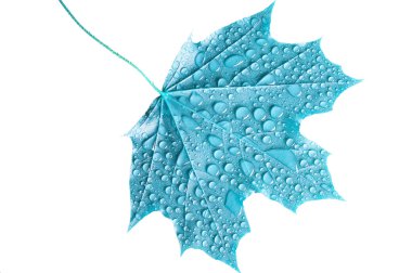 Blue leaf clipart