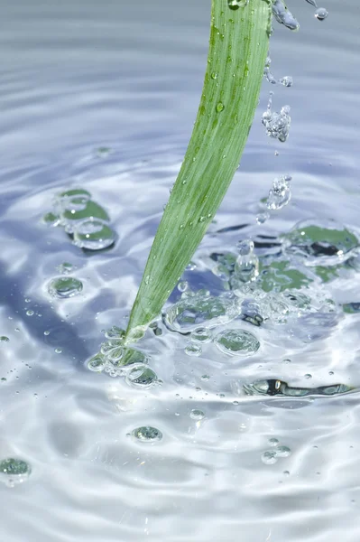 Blatt und Wasser — Stockfoto