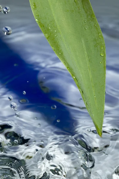 Löv och vatten — Stockfoto