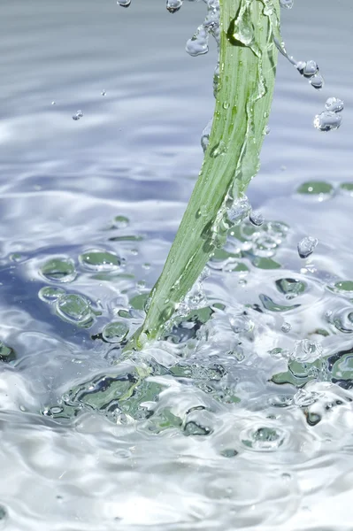 Hoja y agua — Foto de Stock